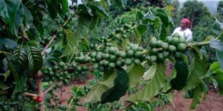 Coffee farm